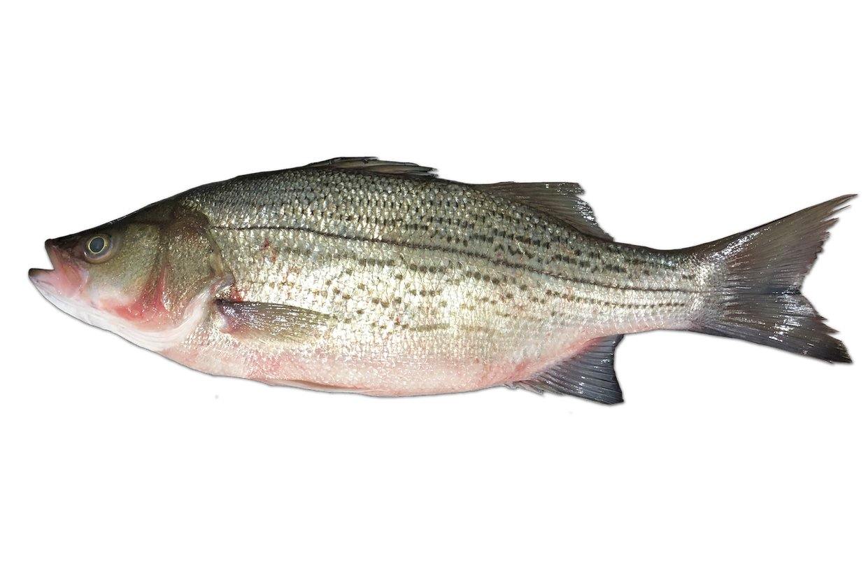 Hybrid Striped Bass