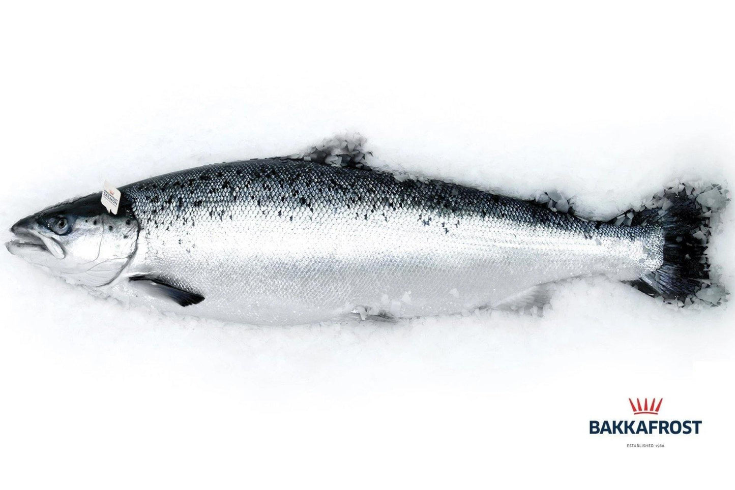 SALMON, FAROE ISLANDS - MPS GROCERIES