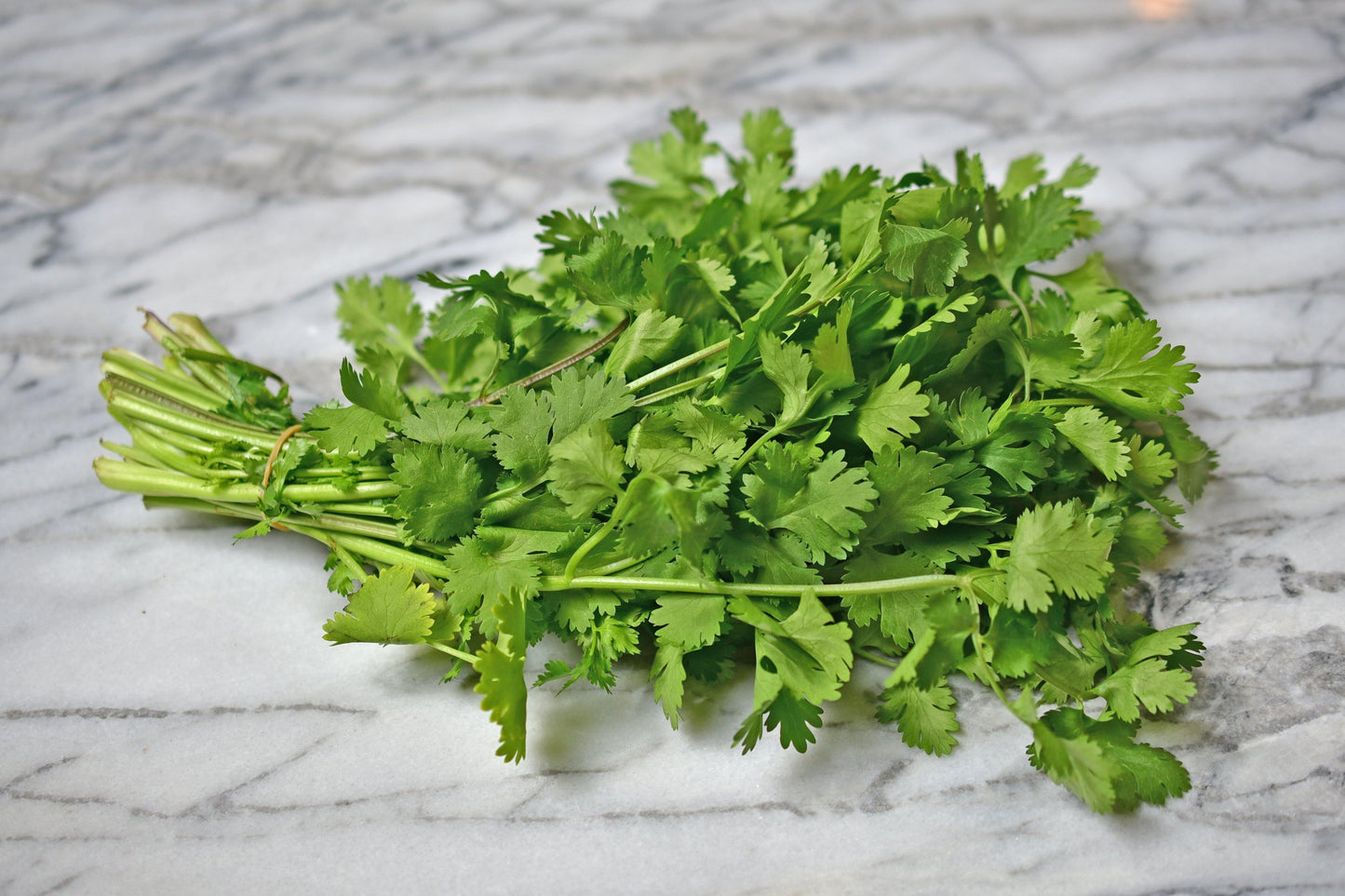 CILANTRO - MPS GROCERIES